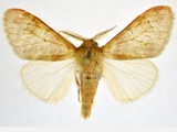 Rhypopteryx macarthuri